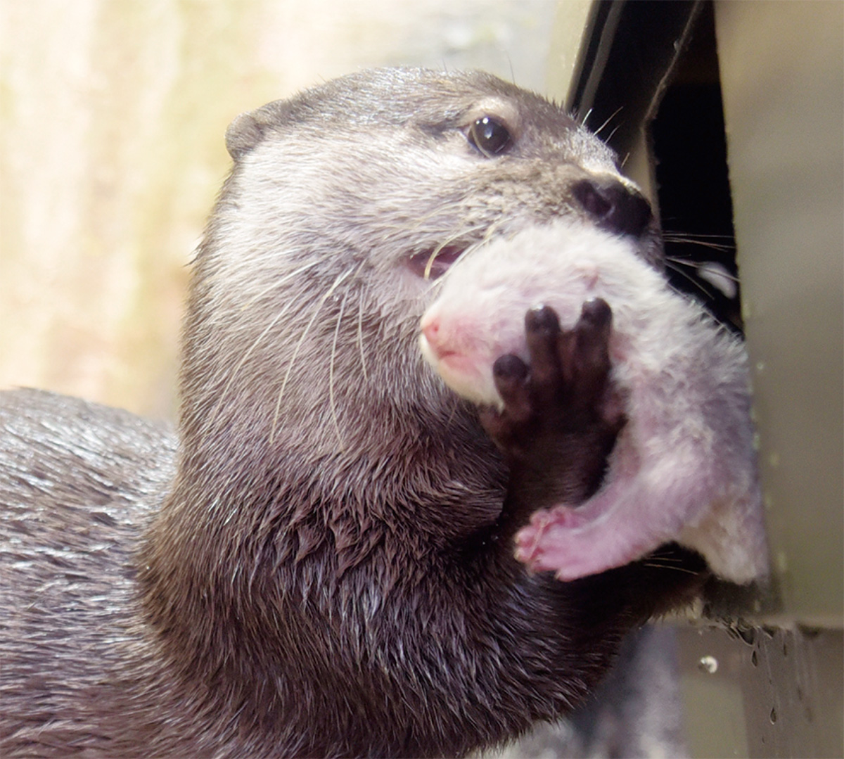 カワウソの赤ちゃん誕生 新江ノ島水族館 藤沢 タウンニュース