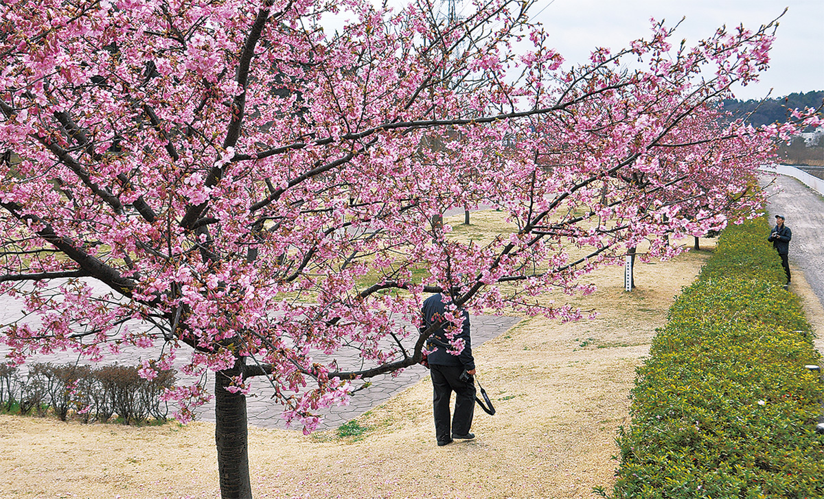 見頃 河津 桜