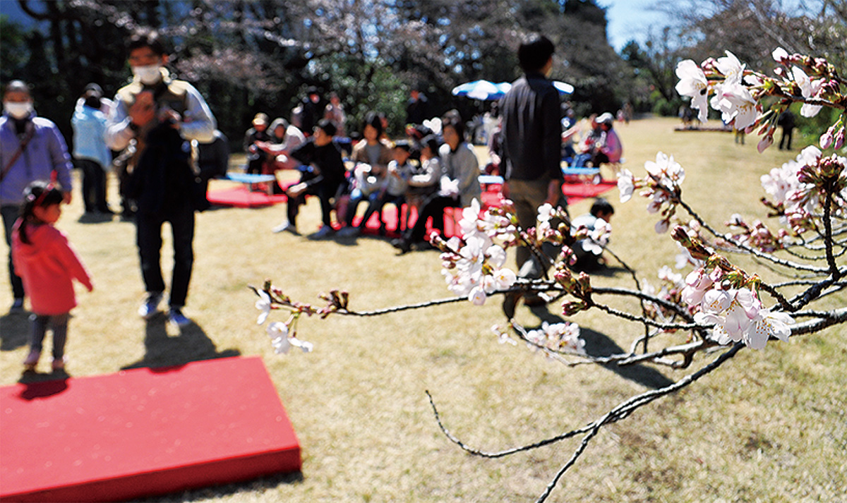 一足早く桜を満喫 (写真1)