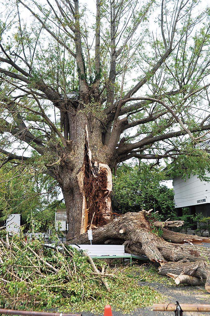 大イチョウ 台風で折れる 遊行寺のシンボル 関係者悲嘆 藤沢 タウンニュース