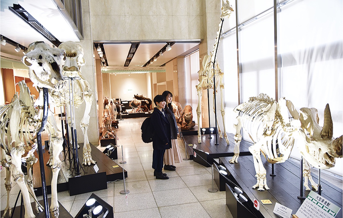 日本初 骨の博物館 野生動物４００点展示 藤沢 タウンニュース