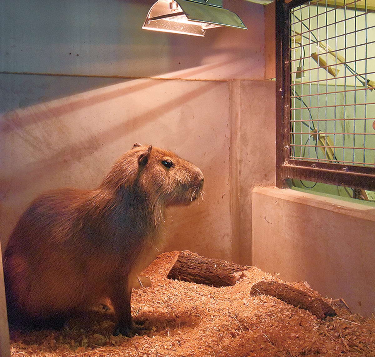 放浪カピバラ動物園へ