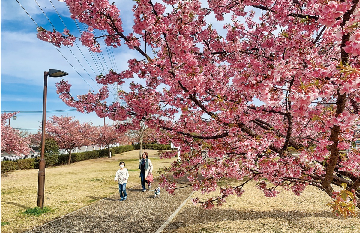 見頃を迎えた河津桜（＝３日、引地川親水公園）