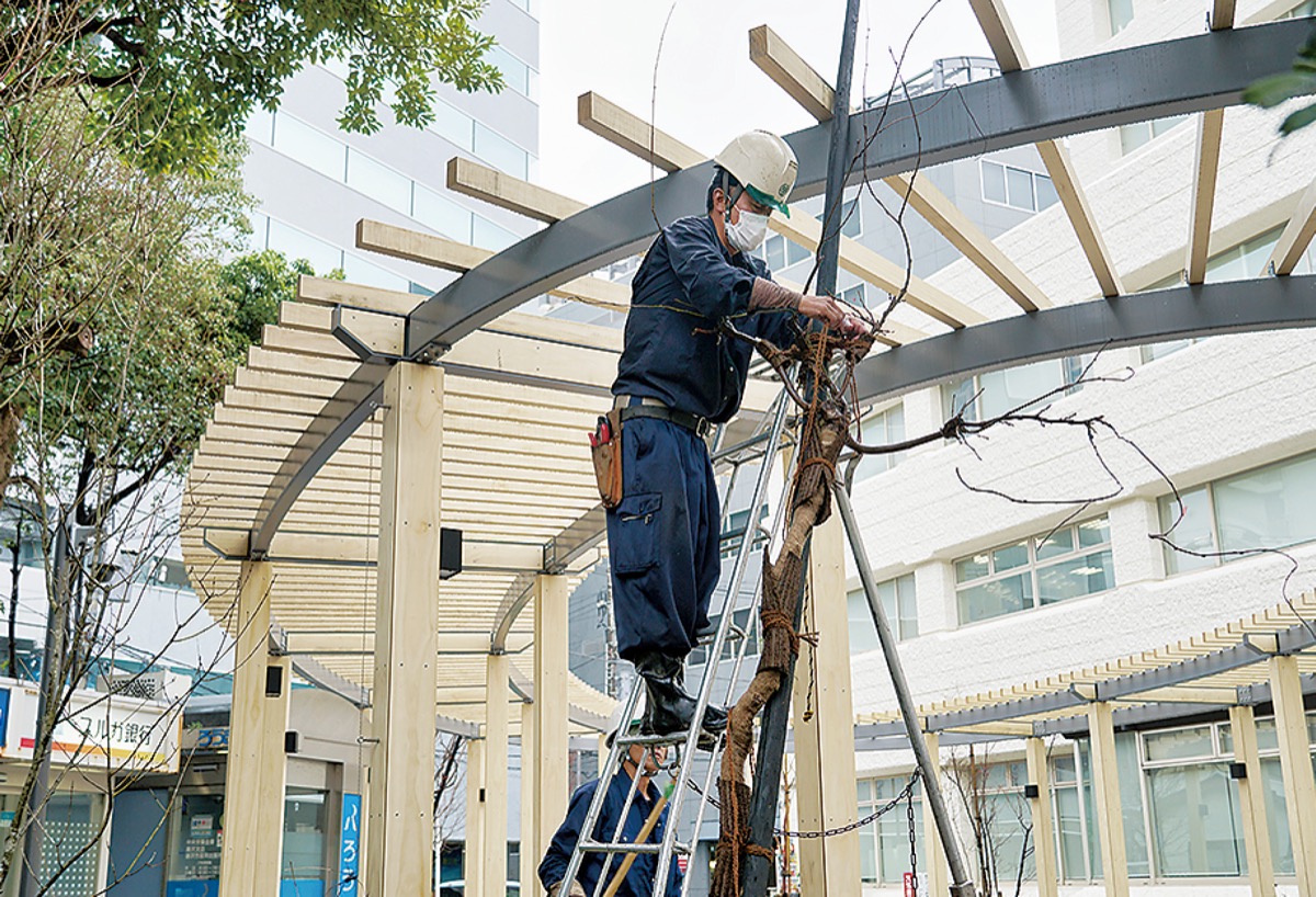 分庁舎にフジ植樹
