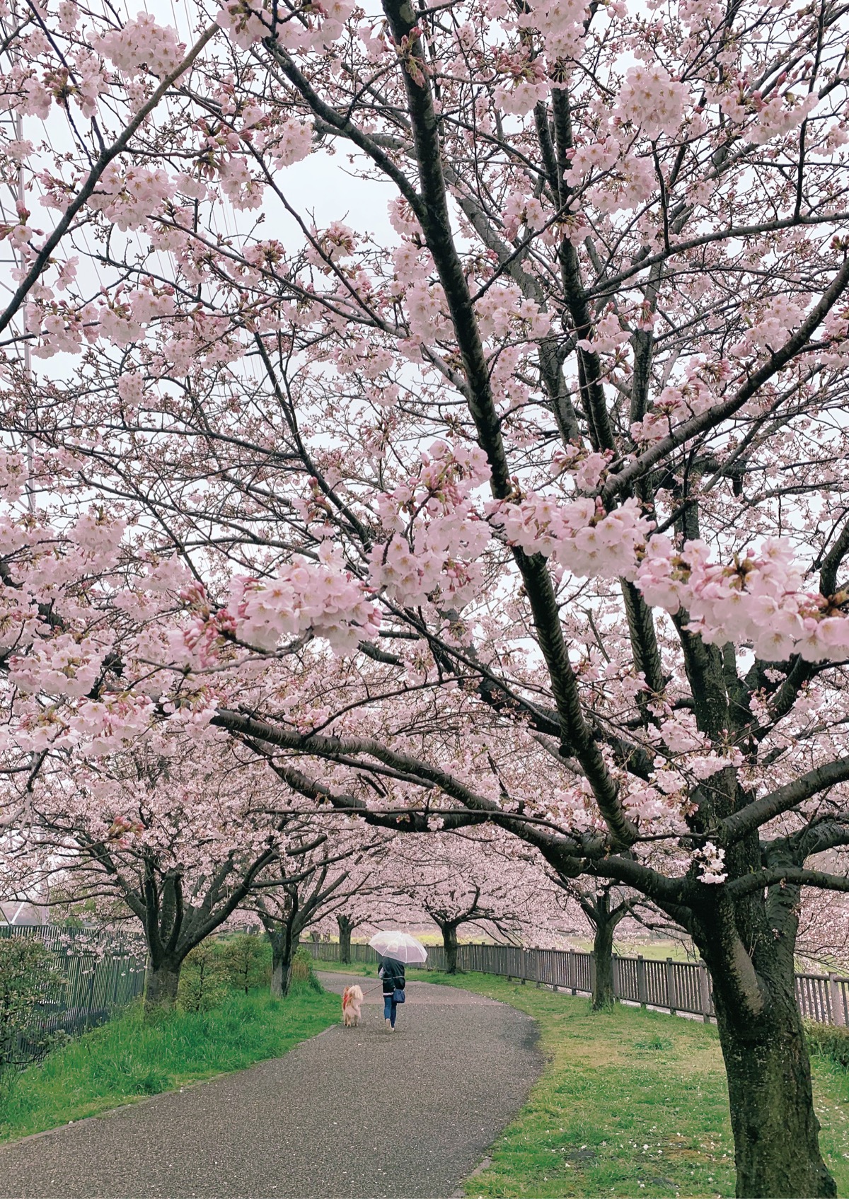春ふわり桜見頃に