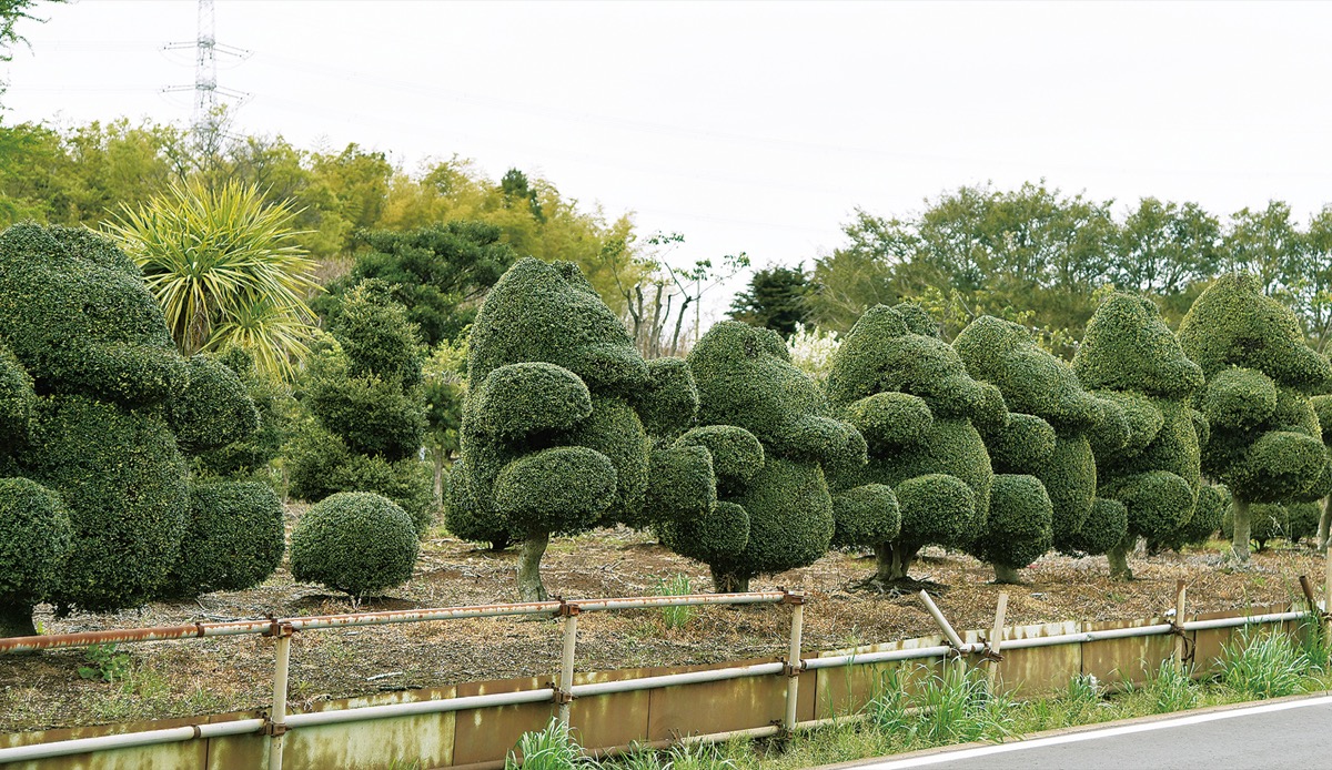 植木の動物がお出迎え