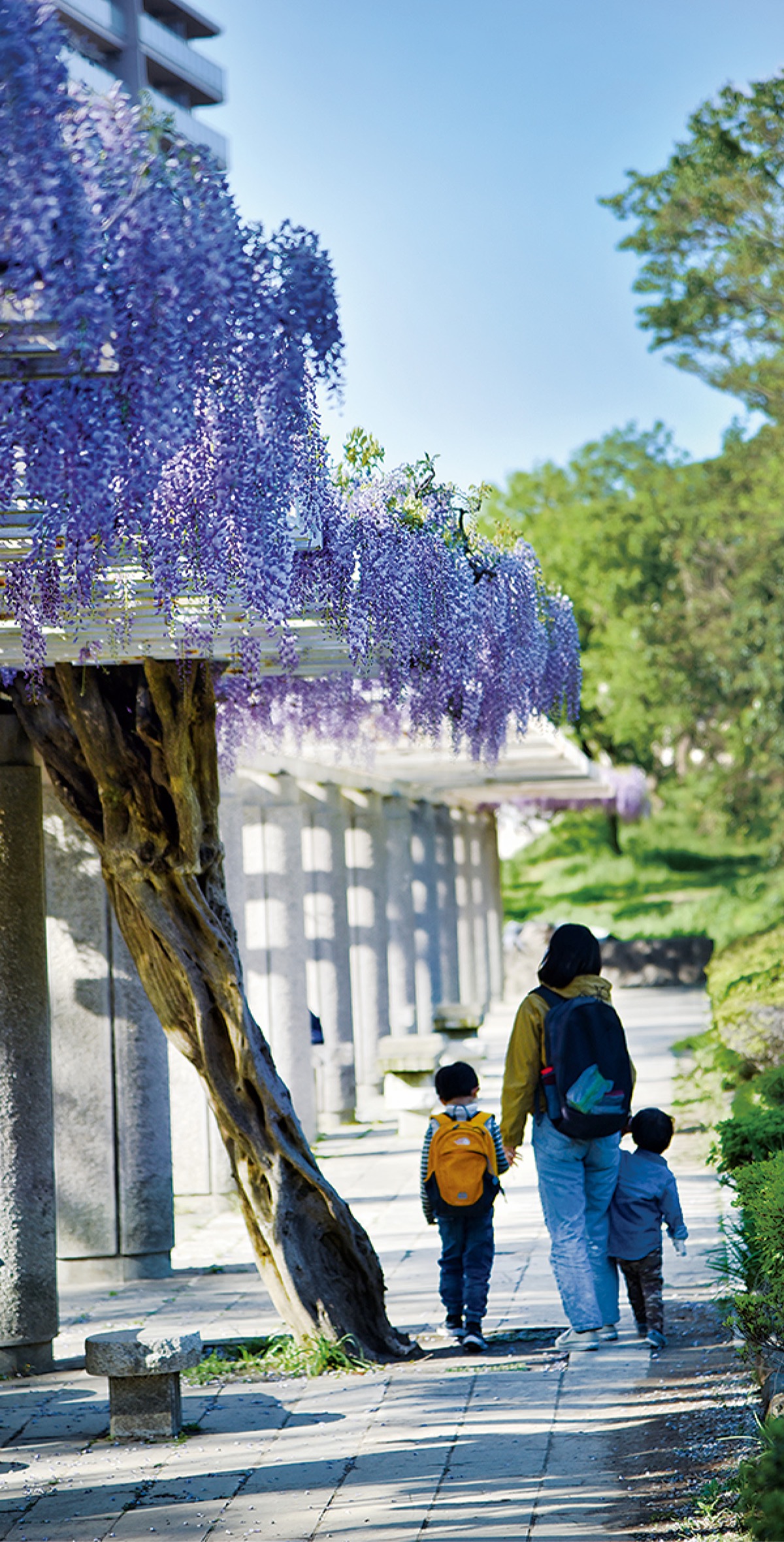 フジの花が見頃