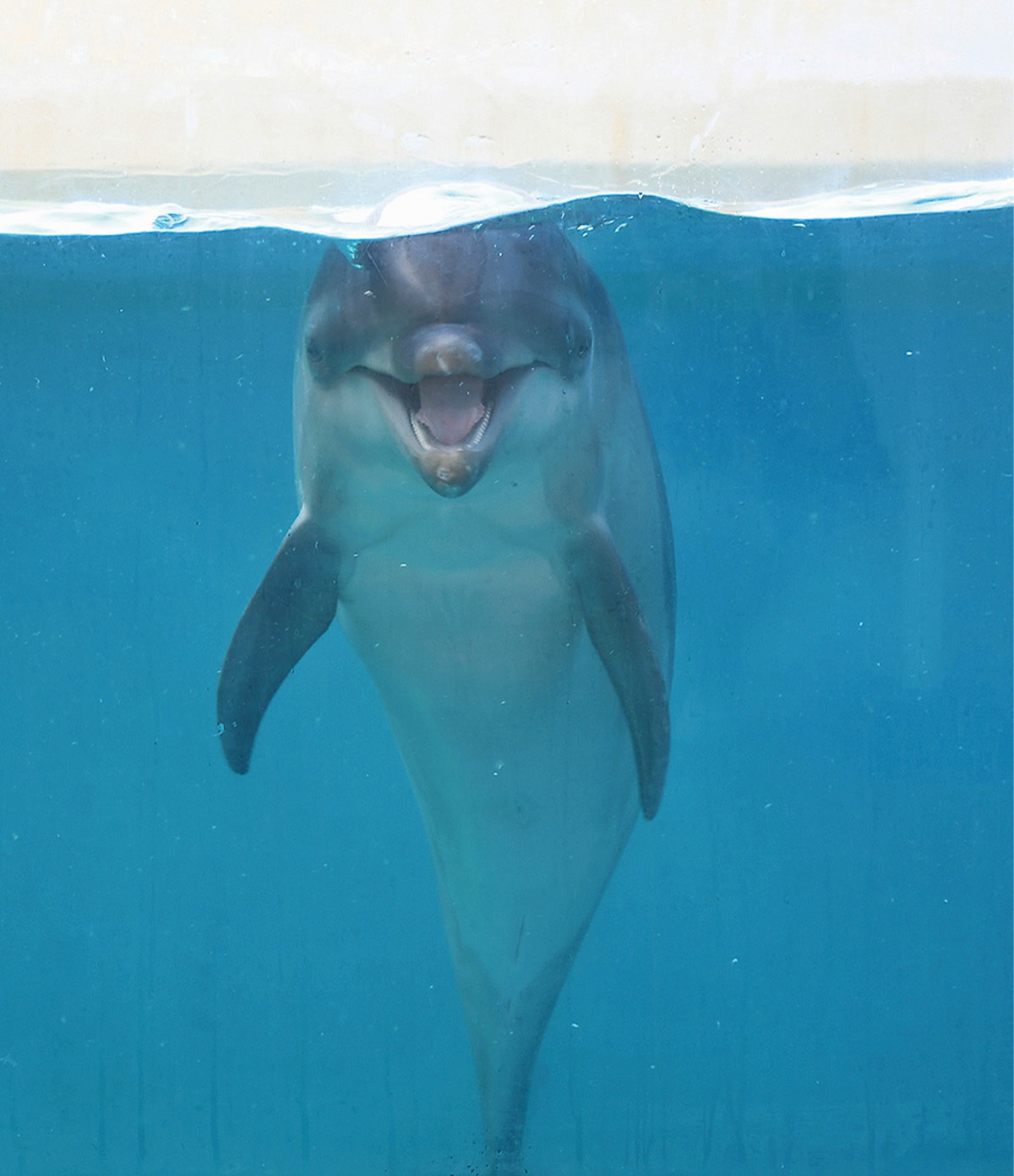 愛称 ミライ に えのすいのバンドウイルカ 藤沢 タウンニュース