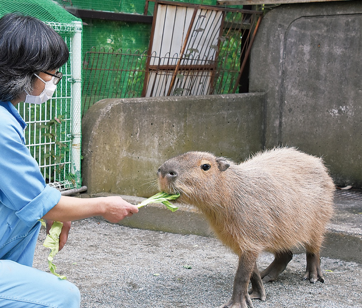 カピバラの施設整備へ