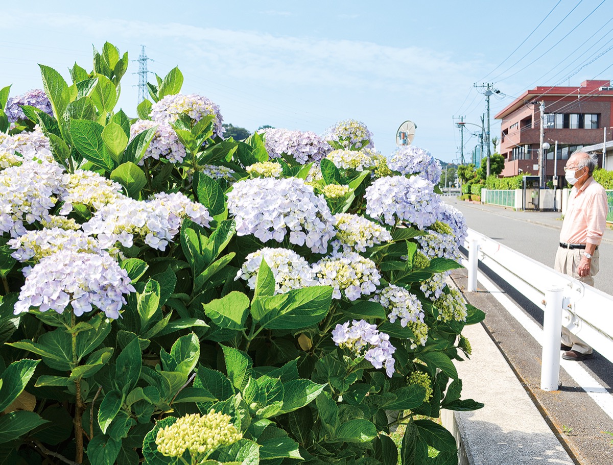 アジサイ見頃までもう少し (写真1)