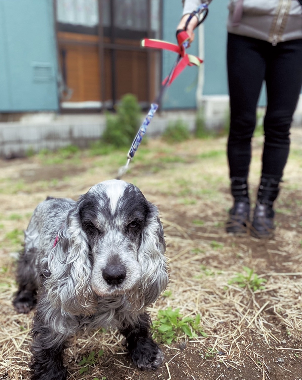 市民団体が企画 活動本格化 保護犬 散歩で 縁結び 藤沢 タウンニュース