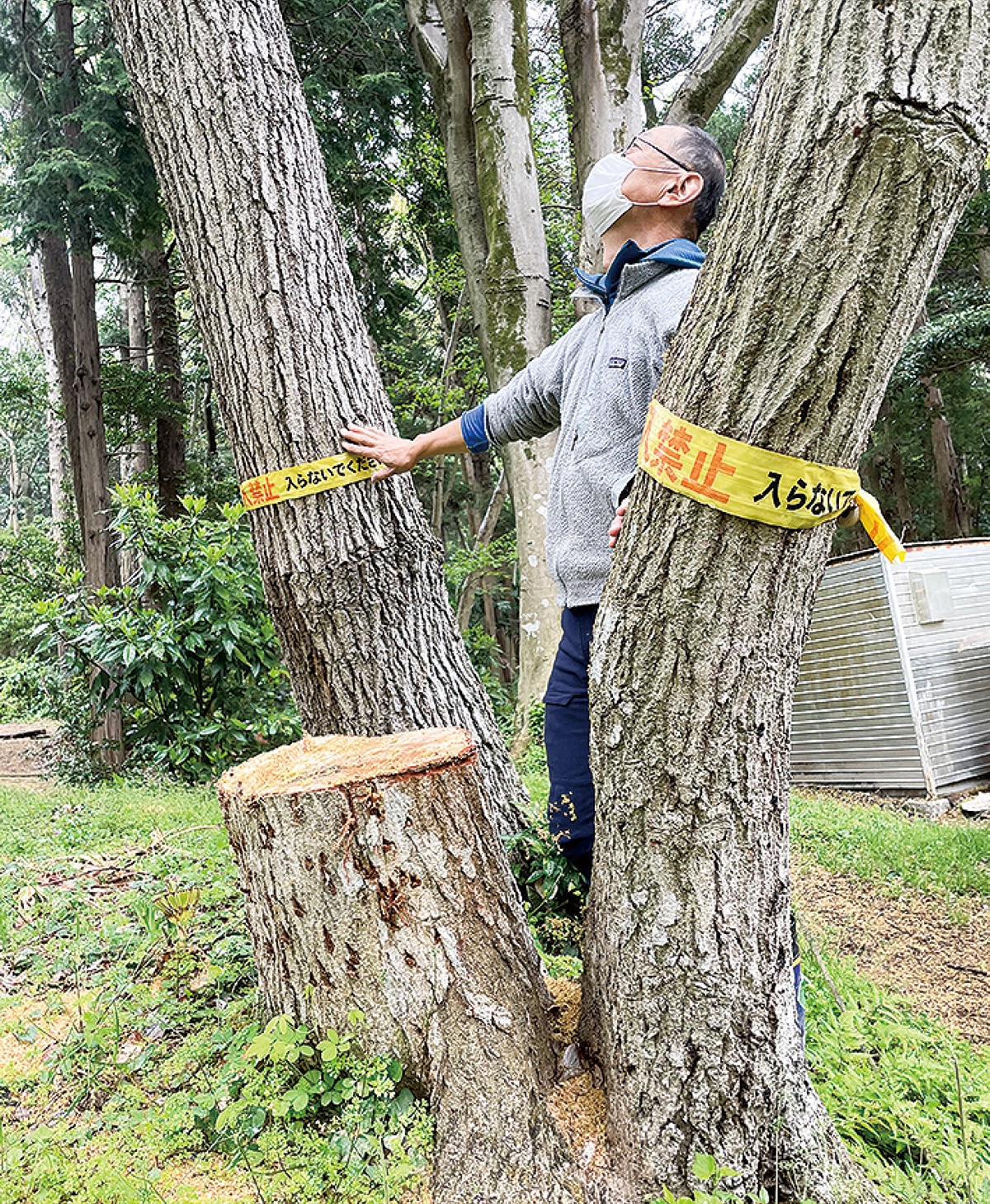 市が対策も被害9割超 少年の森で「ナラ枯れ」拡大 | 藤沢 | タウン