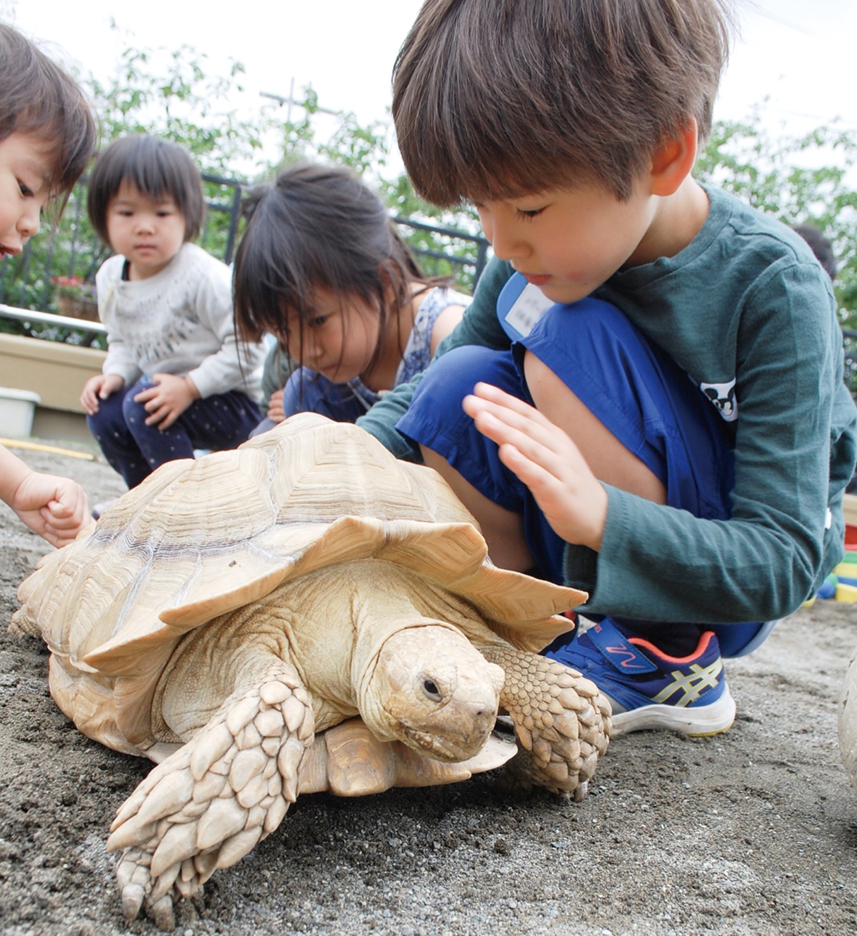 クーちゃんが来たよ 園児と交流 幼稚園のリクガメ 藤沢 タウンニュース クーちゃんが来たよ 園児と交流 幼稚園のリクガメ 藤沢 タウンニュース
