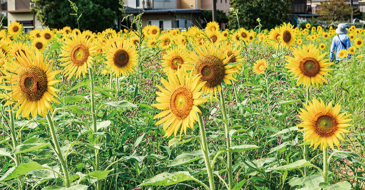 ヒマワリ 030-60856_m.jpg