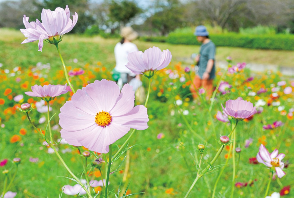 大庭、遠藤でコスモス見頃 あす15日、摘み取り体験も | 藤沢 | タウン