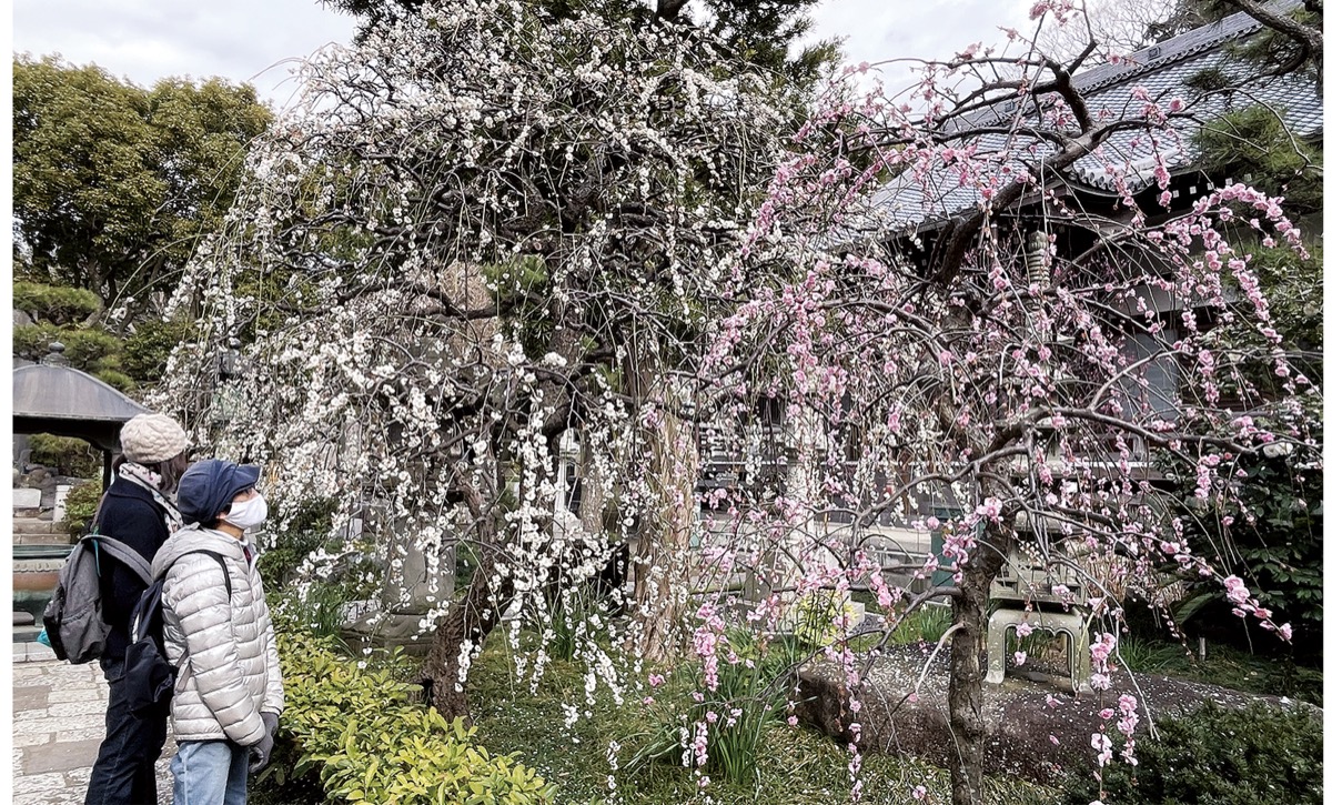 しだれ梅を見る参拝者（＝2月25日撮影）