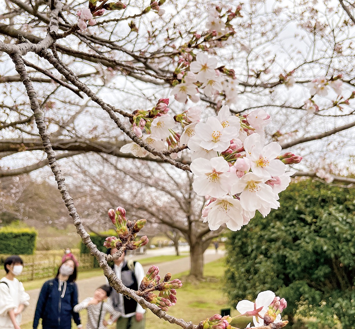 薄紅ふわり桜咲く 親水公園のソメイヨシノ | 藤沢 | タウンニュース