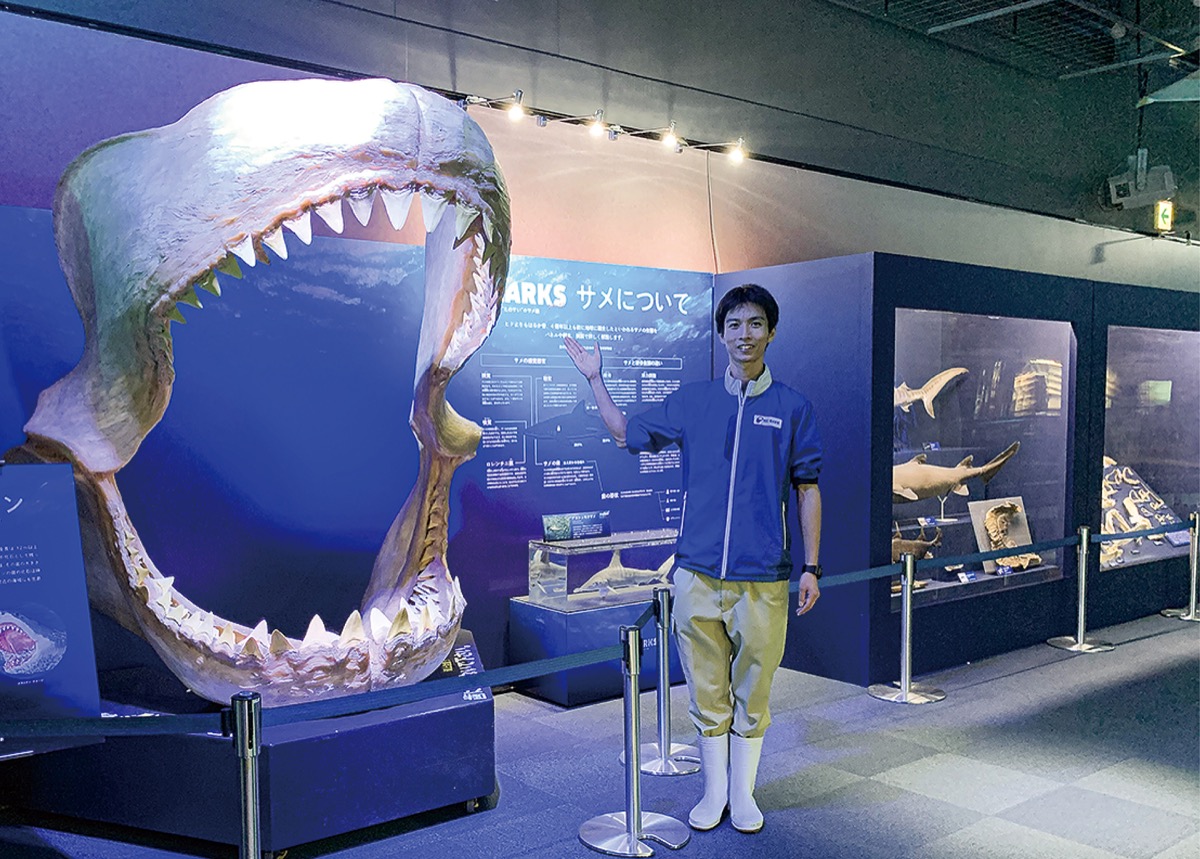 相模湾に68種 新江ノ島水族館で「サメ展」 「神秘の姿」楽しんで | 藤沢 | タウンニュース