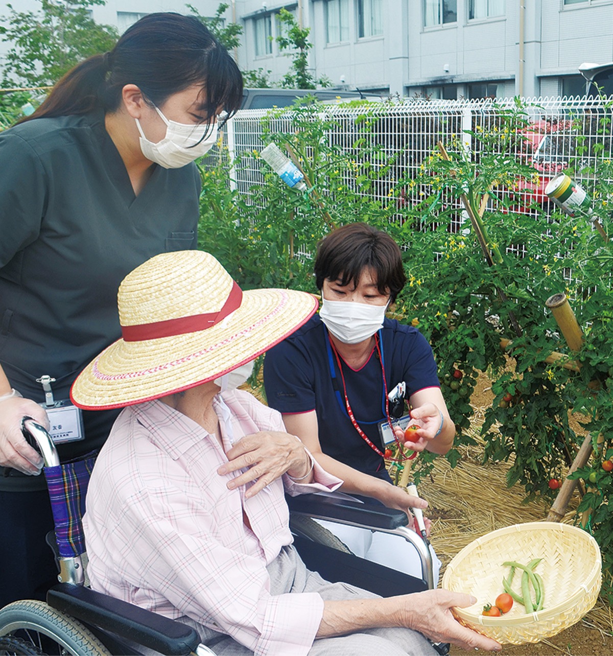 野菜を収穫する患者と職員(6月30日撮影)