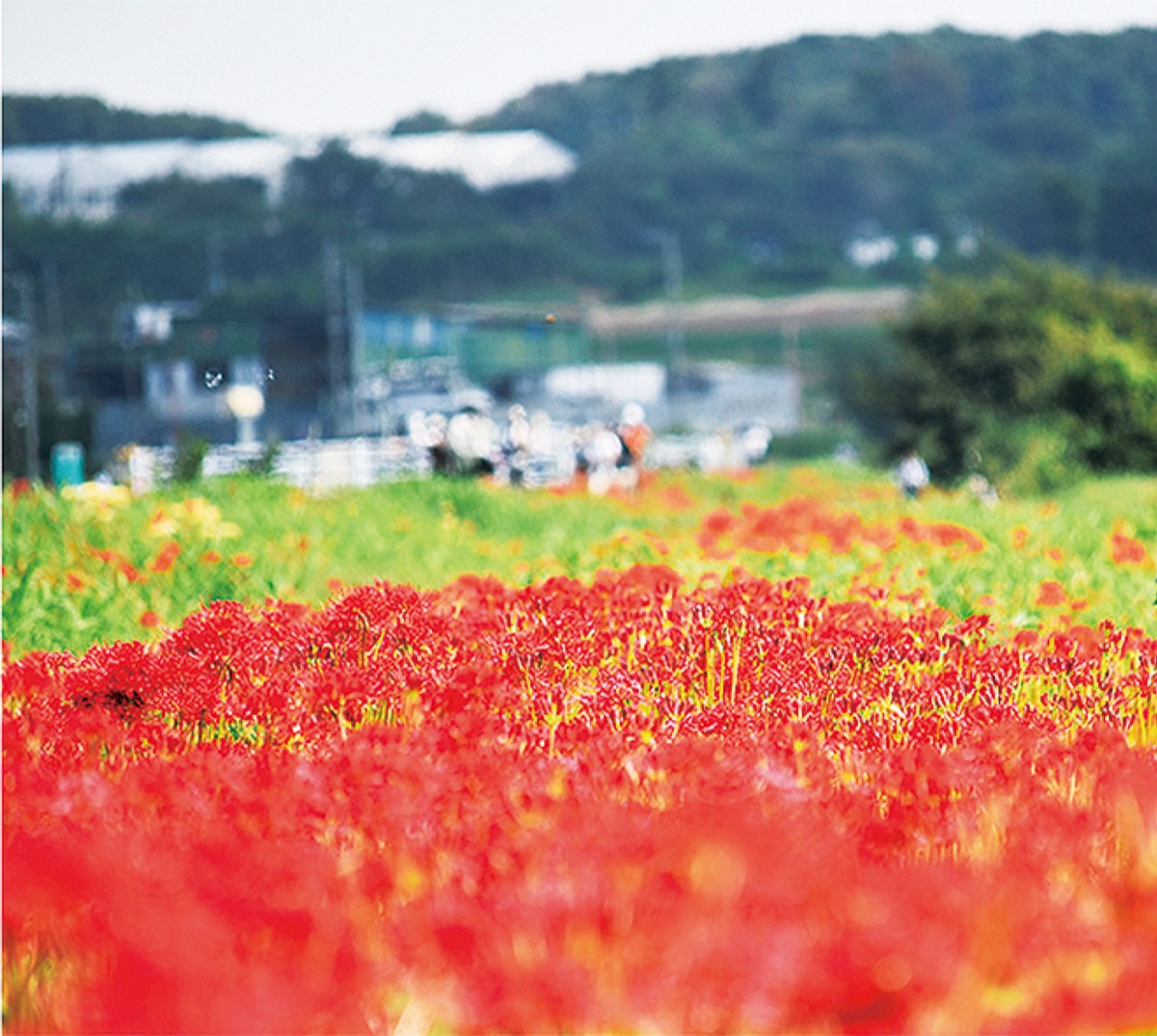 満開時の小出川沿い（写真は過去）