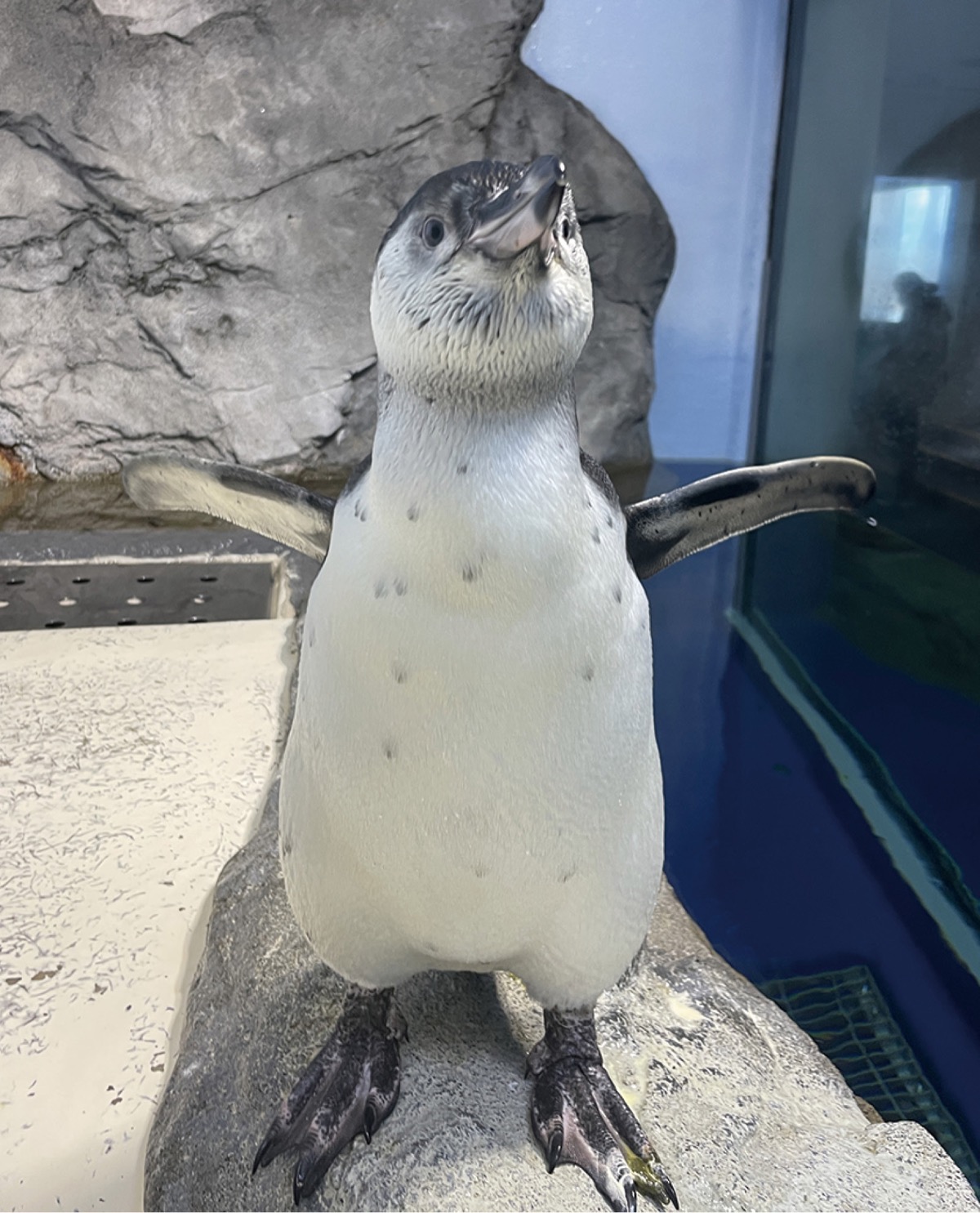 素敵な名前つけて」 ペンギンの子ども愛称募集 | 藤沢 | タウンニュース