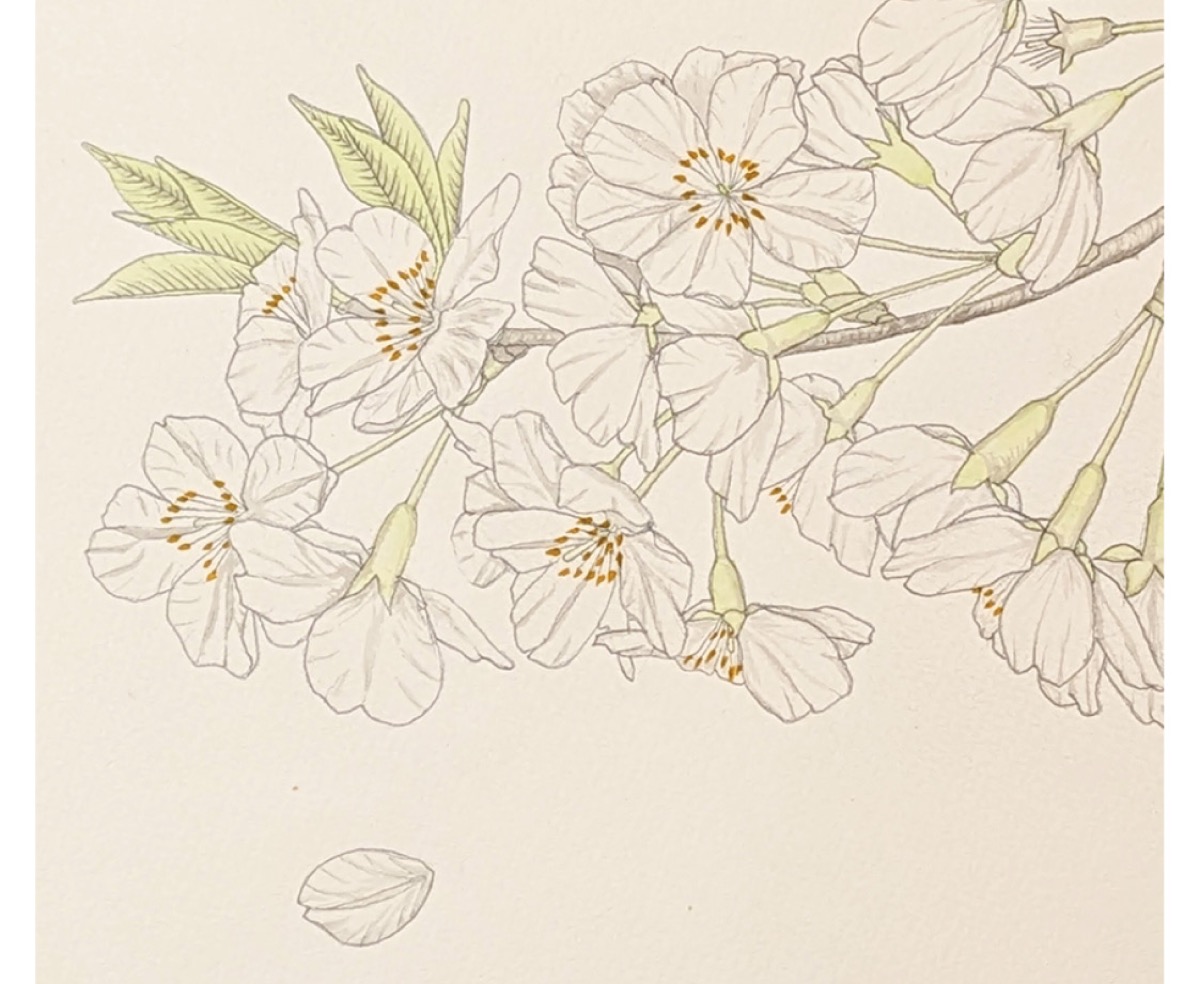 蔵まえギャラリー 草花の絵展15点を展示 | 藤沢 | タウンニュース