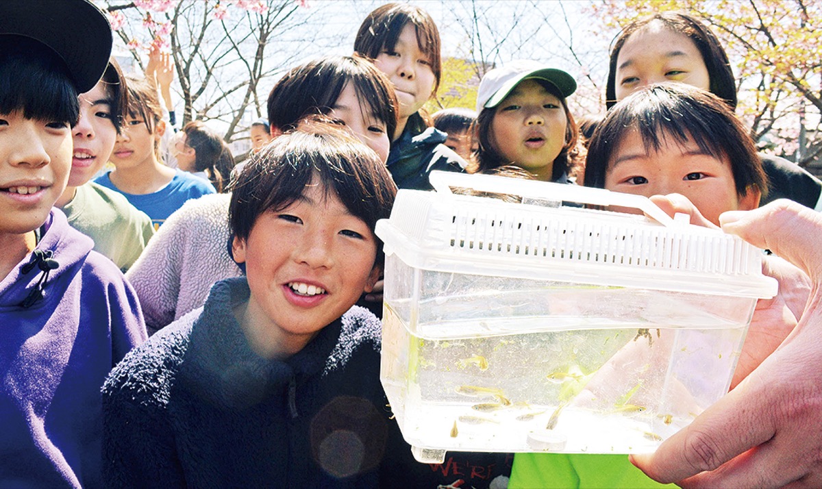 藤沢メダカ、はす池に帰還