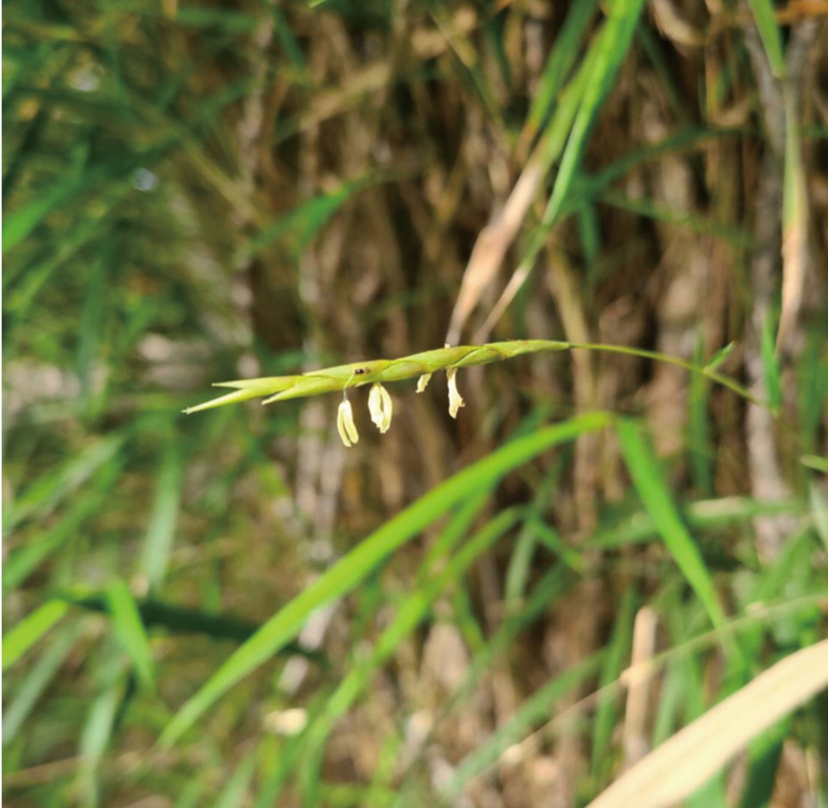100年に一度”竹の花咲く 江の島で可憐に揺れ | 藤沢 | タウンニュース