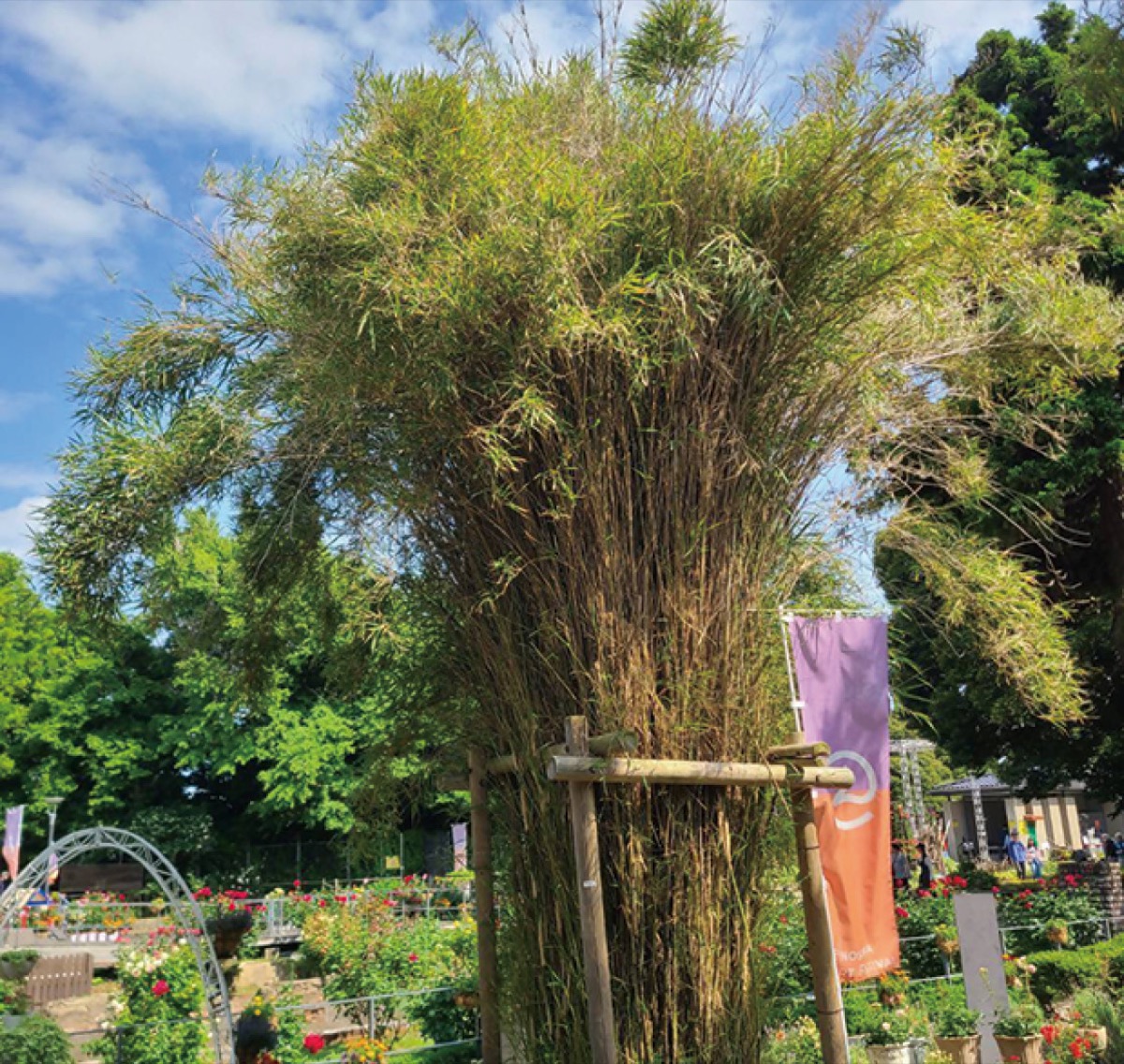 植栽の全体像＝同