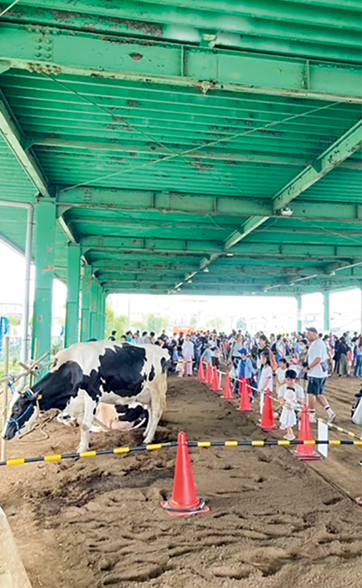 子牛と触れ合う