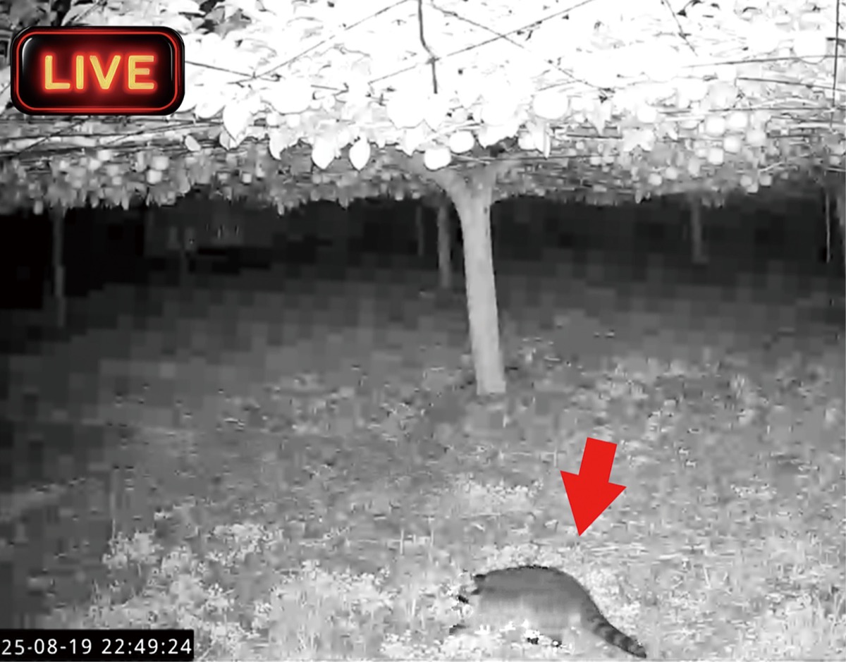 布団の上から害獣監視