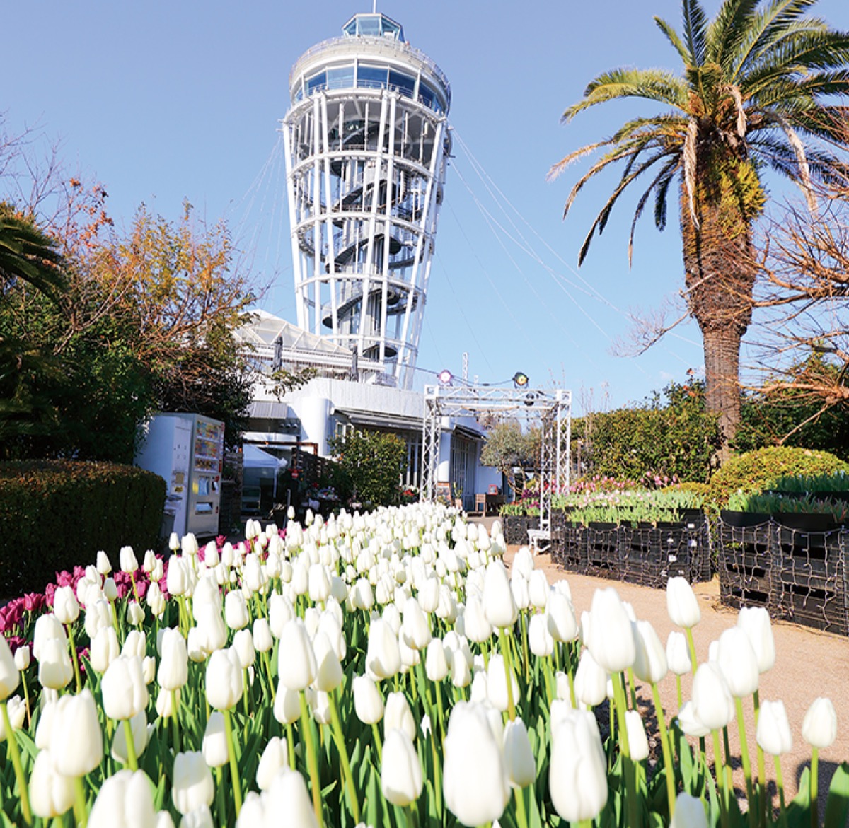 ｢冬のチューリップ｣見納め