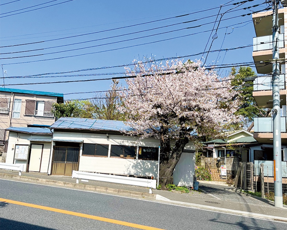 かつて入町會館前にあったソメイヨシノ＝若林義一さん提供