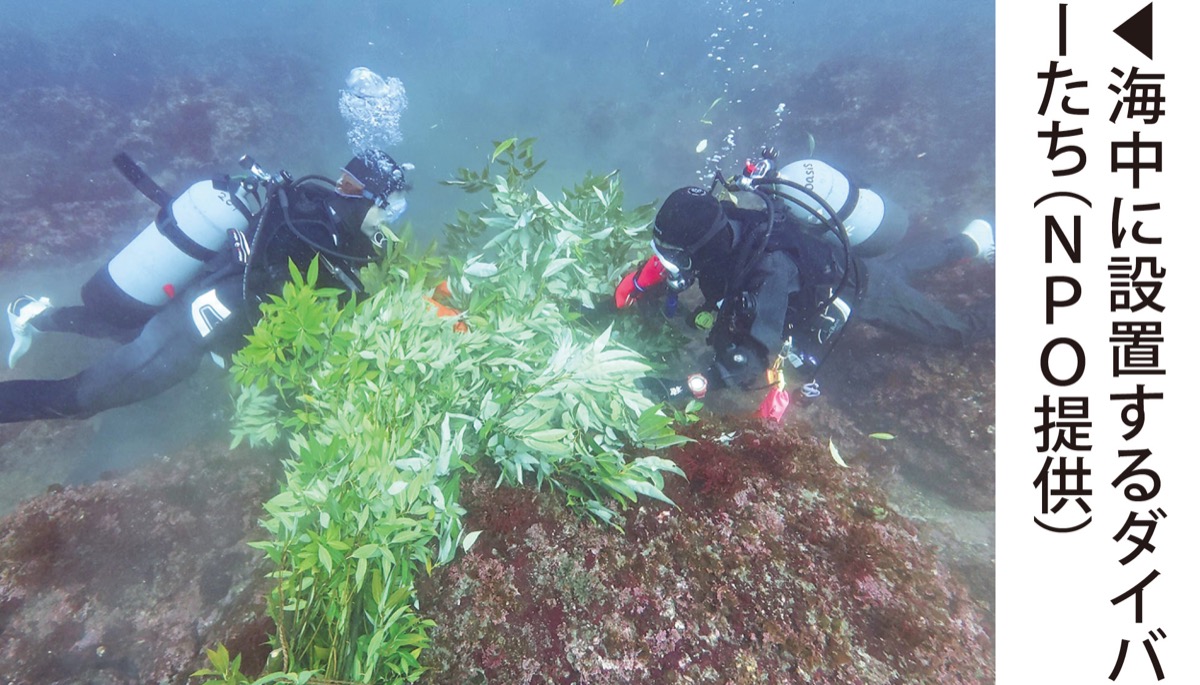 アオリイカで藻場保全へ (写真2)