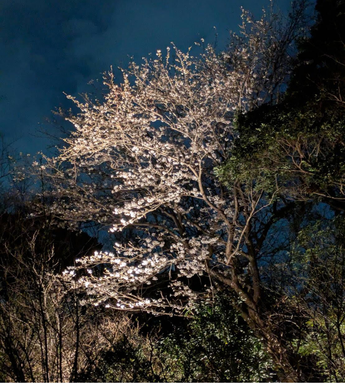 桜のライトアップ