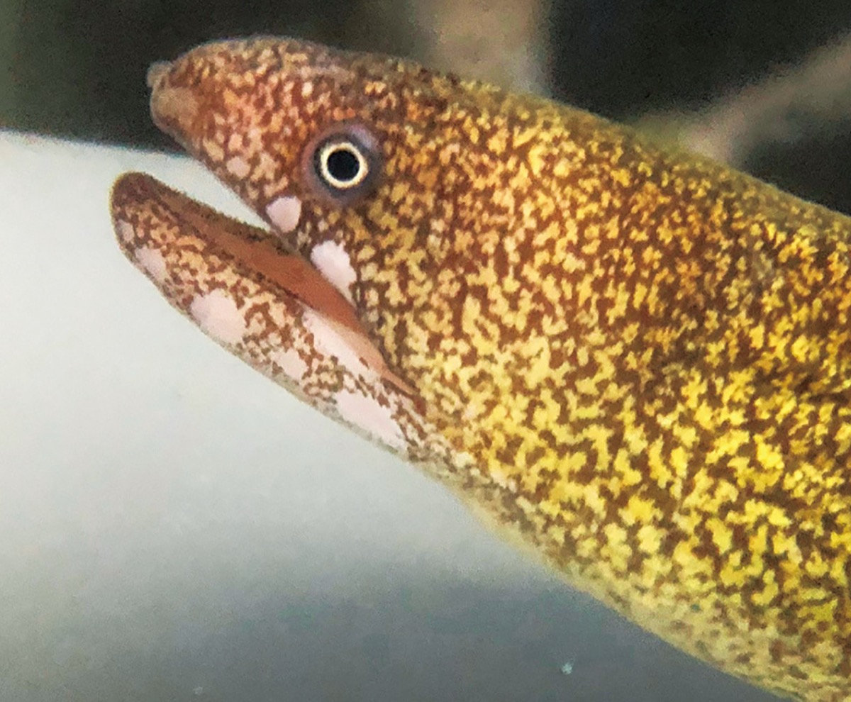 アワウツボ（同）