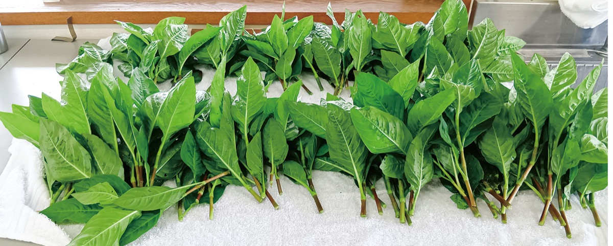 使用された藍の葉