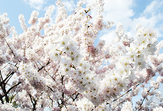 早咲きの桜はもう満開（３月26日フラワーセンターで）