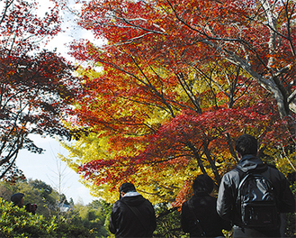 源氏山公園の様子（先月26日撮影）。見物客も多く訪れていた