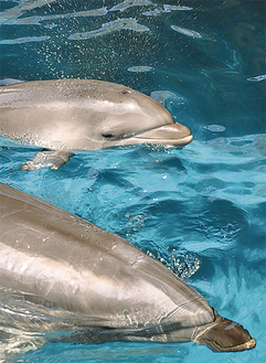 元気に泳ぐ赤ちゃん（上）と母親のルイ＝新江ノ島水族館提供