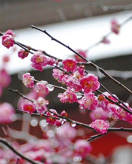近づく春を予感させる＝2月19日、荏柄天神社