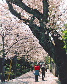 頼朝桜道での一枚。撮影者の高柳さんは市の木「ヤマザクラ」を追って街をめぐったという
