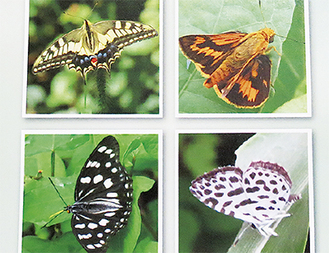 ２００枚以上のカラー写真で54種の蝶を紹介