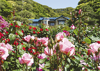 ２４５株のバラが咲く文学館