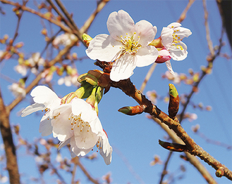 関谷の高齢者施設で開花した玉縄桜（長田克己さん提供）