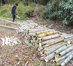 火薬の材料となる竹の切り出し作業