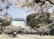 光明寺で恒例の観桜会
