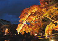 秋の夜間特別拝観