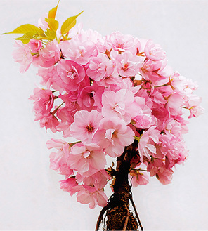 旭山桜の盆栽