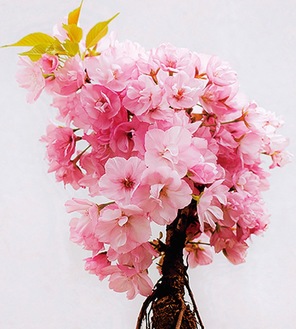 旭山桜の盆栽